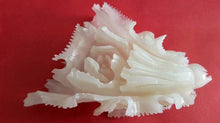 Load image into Gallery viewer, 7''L-Chinese Genuine Natural White Jade Handcarved Lucky Cabbage Statue