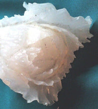 Load image into Gallery viewer, 7''L-Chinese Antique Genuine Natural White Jade Handcarved Lucky Cabbage Statue
