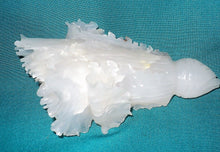 Load image into Gallery viewer, 7''L-Chinese Antique Genuine Natural White Jade Handcarved Lucky Cabbage Statue